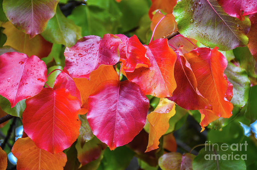 Wet Fall Leaves Photograph by Vivian Krug Cotton