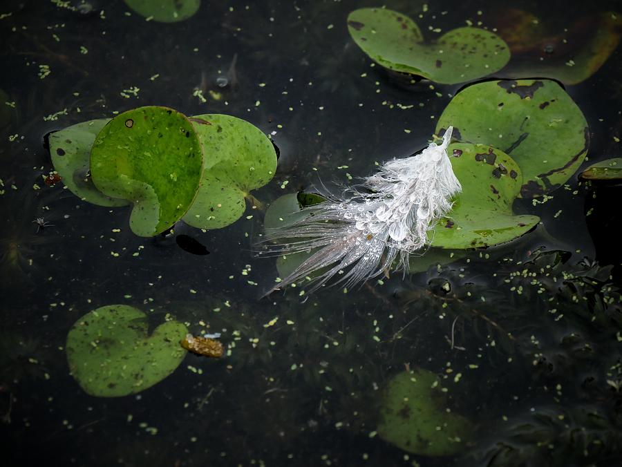 Wet Feather  Photograph by Buck Buchanan