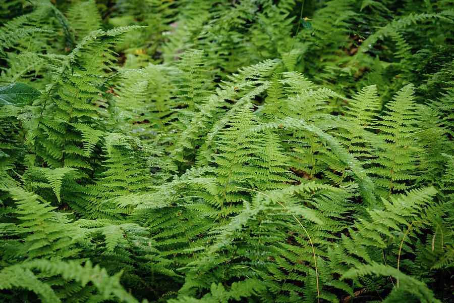 Wet Fern Photograph by Jon Bilous | Fine Art America