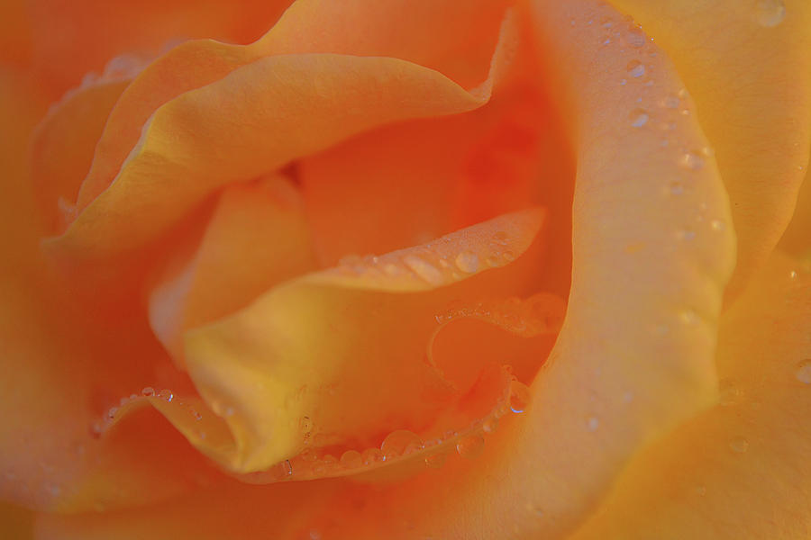 Wet Gold Peach Rose Petals Close Up Photograph by Gaby Ethington