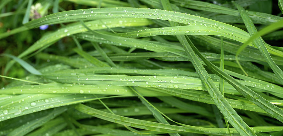 Wet Grass Textures Photograph by Brooke Bowdren