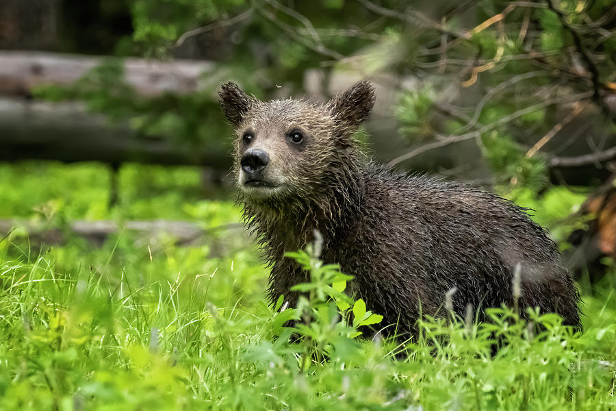 Wet Grizzly Cub Photograph by Belinda Greb