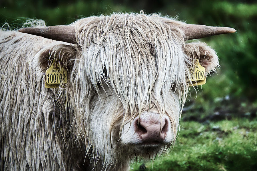 Wet Highland Cow - Scotland Photograph by Stuart Litoff