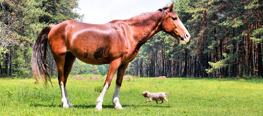 Wet Horse and Yorkshire Terrier in field Photograph by By: Anita Atta