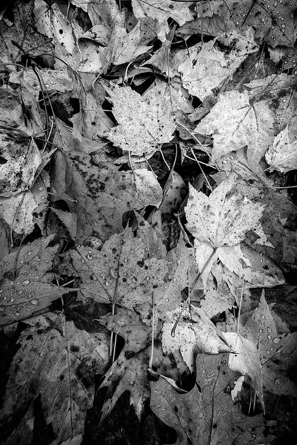 Wet Leaves Black and White Photograph by Rick Berk - Fine Art America