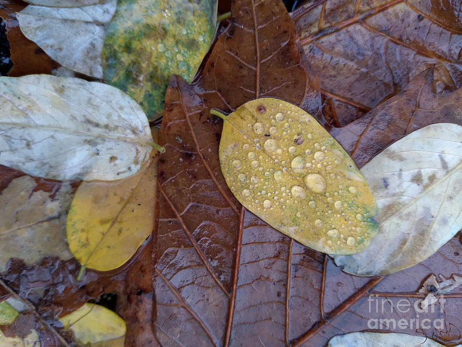 Wet Leaves Digital Art by Gabrielle Schertz