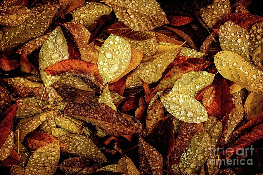 Wet Leaves Photograph by Jon Burch Photography