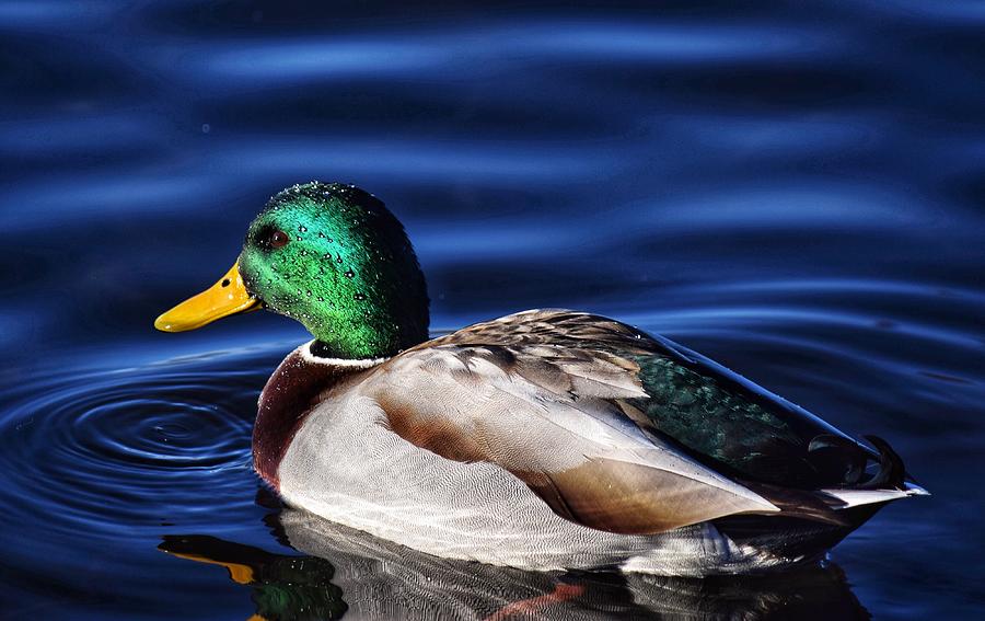 Wet Mallard Photograph by Dana Hardy - Fine Art America