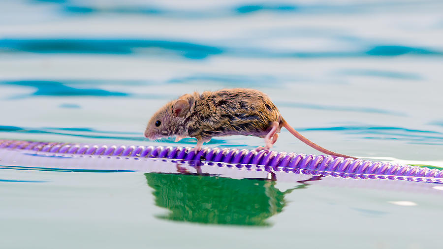 Wet mouse walking on a floating tube Photograph by Created by drcooke