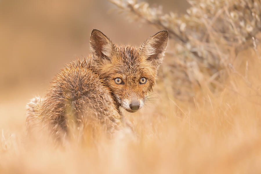 Wet n Wild - Fox Kit in the Rain Photograph by Roeselien Raimond | Pixels