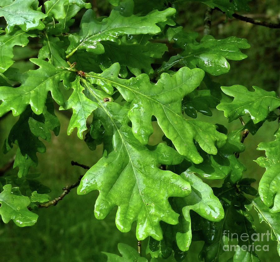 Rain soaked oak leaves  Photograph by Phil Banks