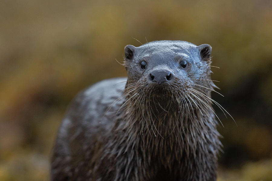 Wet Otter Cub Photograph by Pete Walkden