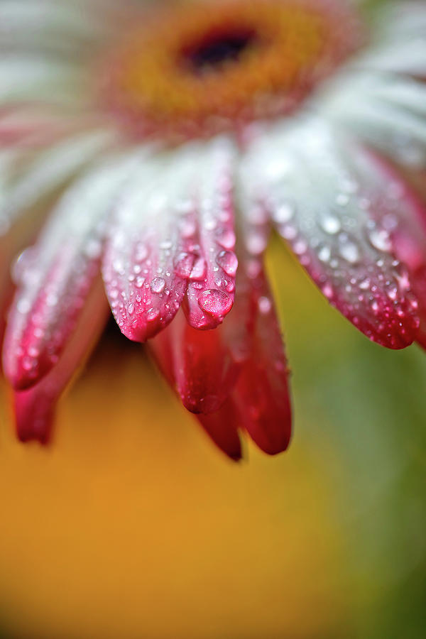 Wet Petals Photograph