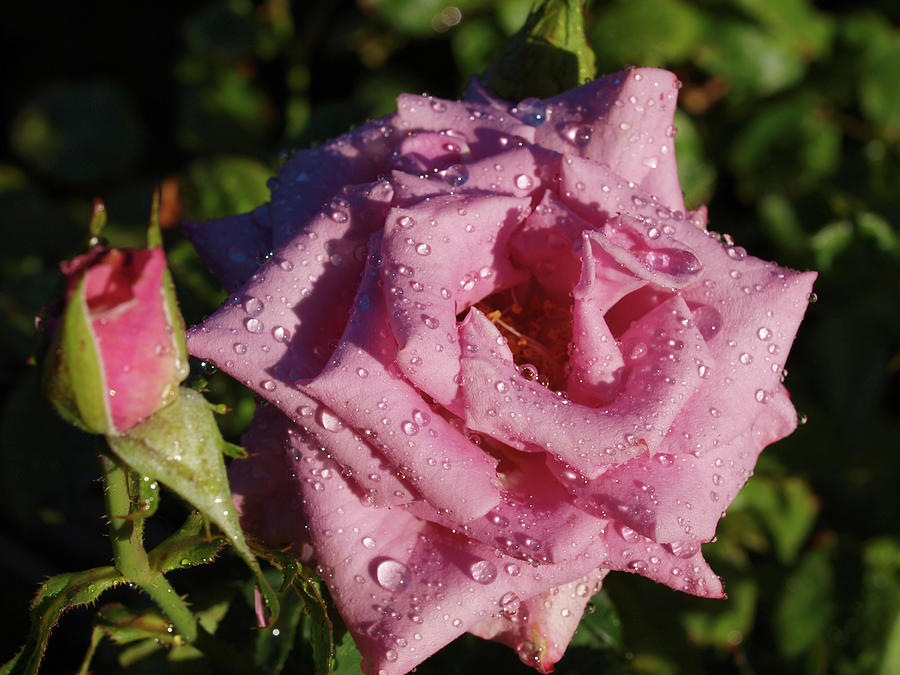 Wet Pink Rose Photograph
