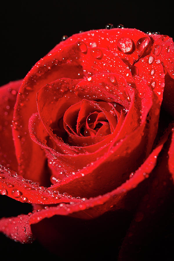 Nature Photograph - Wet Red Rose by Jon Glaser