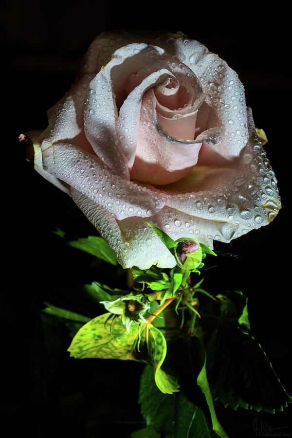 Wet Rose Photograph by John Bauer