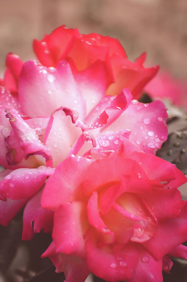 Wet Roses Photograph By Brandi Fitzgerald Fine Art America