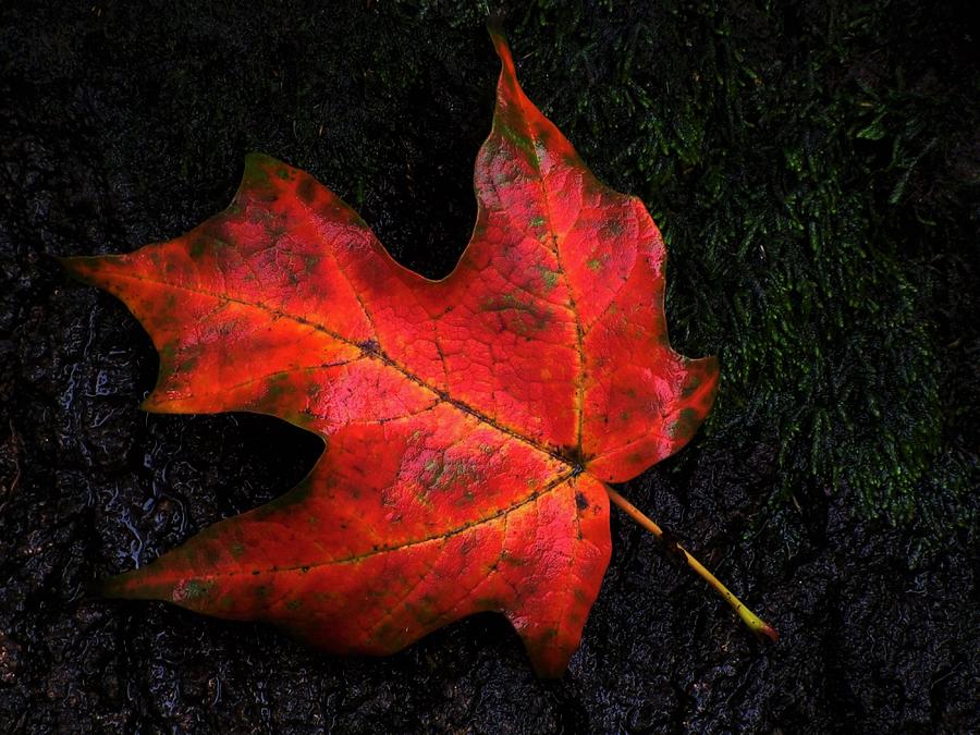 Wet September Morning Photograph By Lori Frisch - Fine Art America