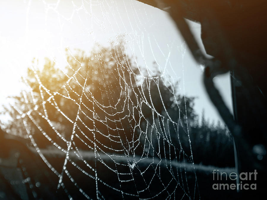 wet spider web wallpaper