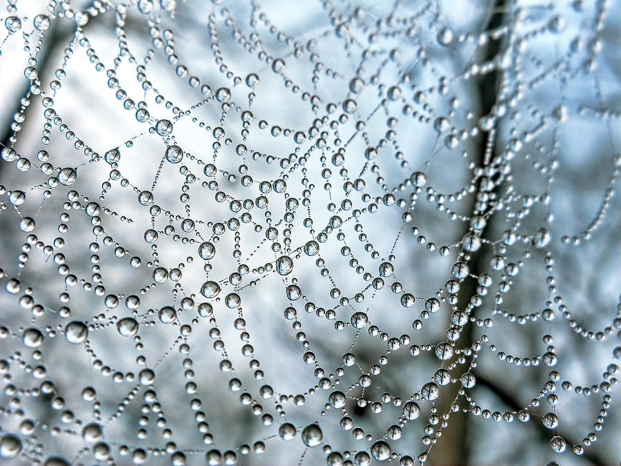 Wet Spider Web Photograph by Francis Sullivan