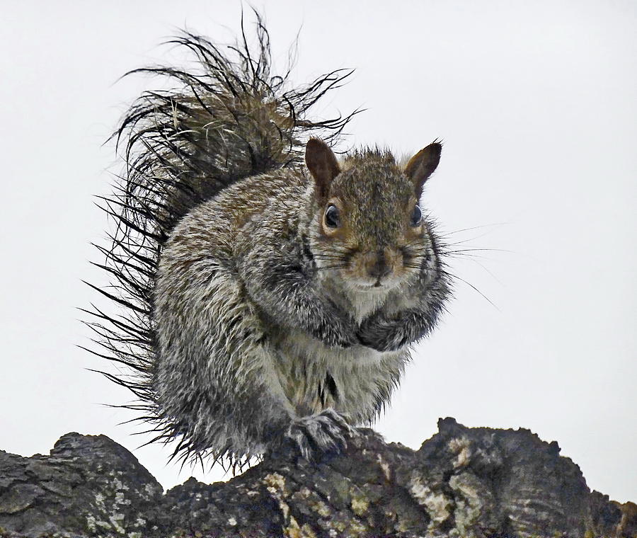 Wet Squirrel Photograph by Lyuba Filatova