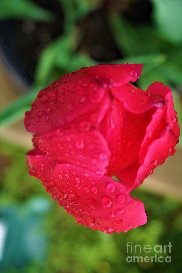 Wet Tulip Photograph by Jimmy Clark