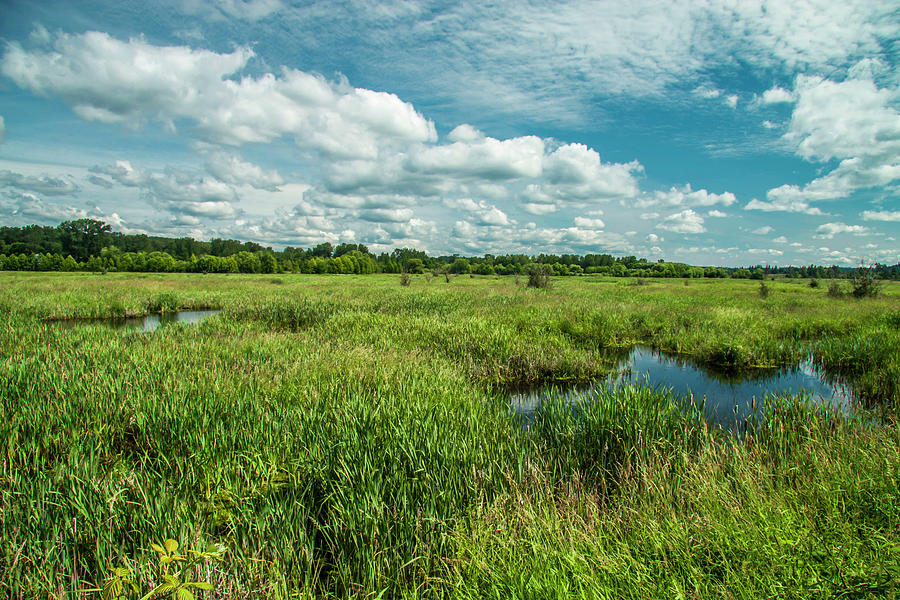 Wet Wetlands Photograph by Doug Scrima