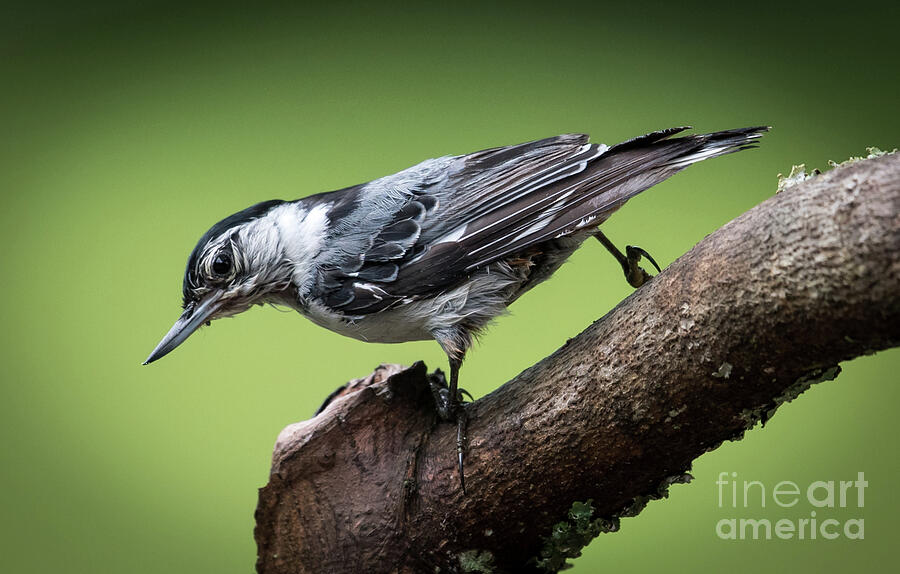 Wet White-breasted nuthatch Photograph by Michael Moriarty Wet White-breasted nuthatch Photograph by Michael Moriarty