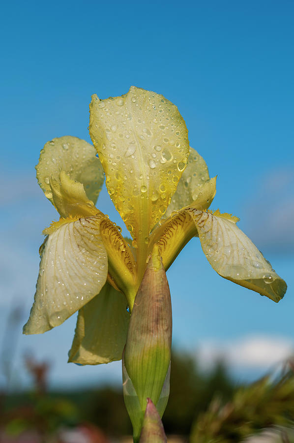 Wet Yellow Bearded Iris Photograph by Robert Potts