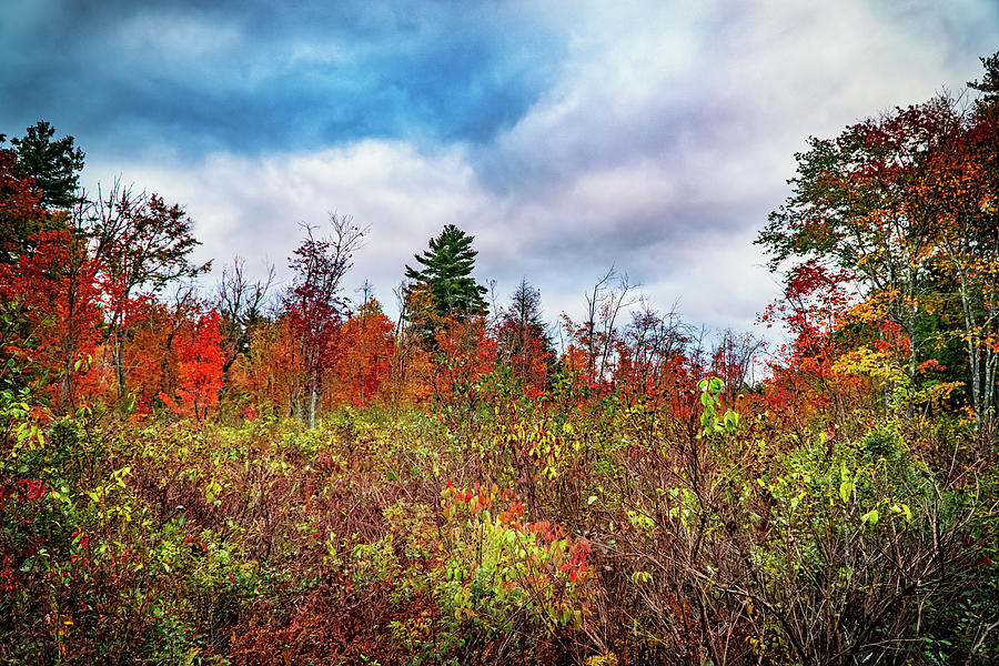 Wetland autumn landscape 1 Photograph by Lilia S