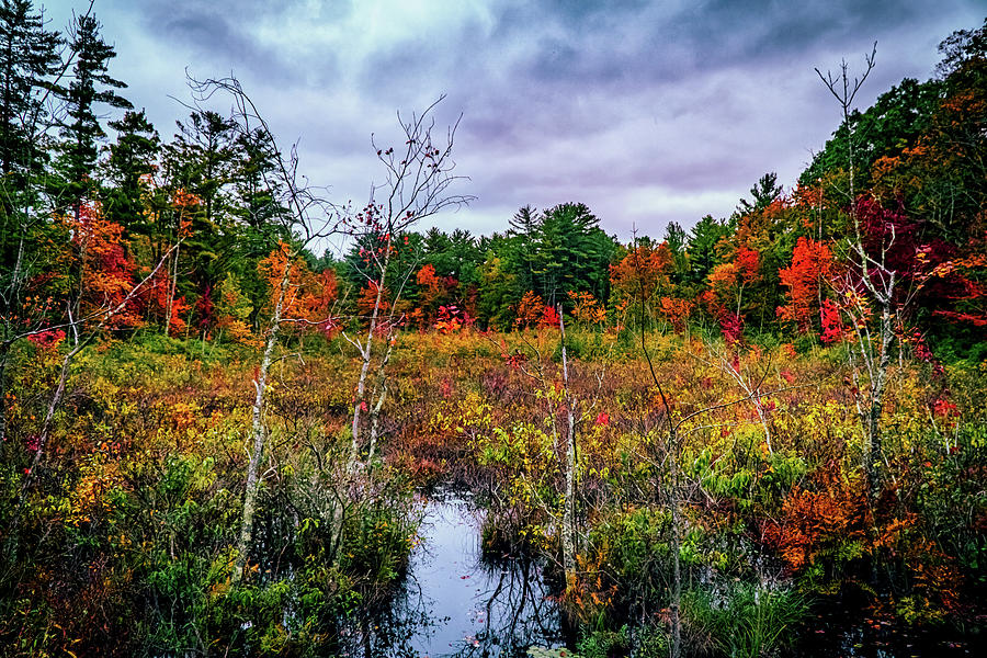 Wetland Autumn landscape Photograph by Lilia S
