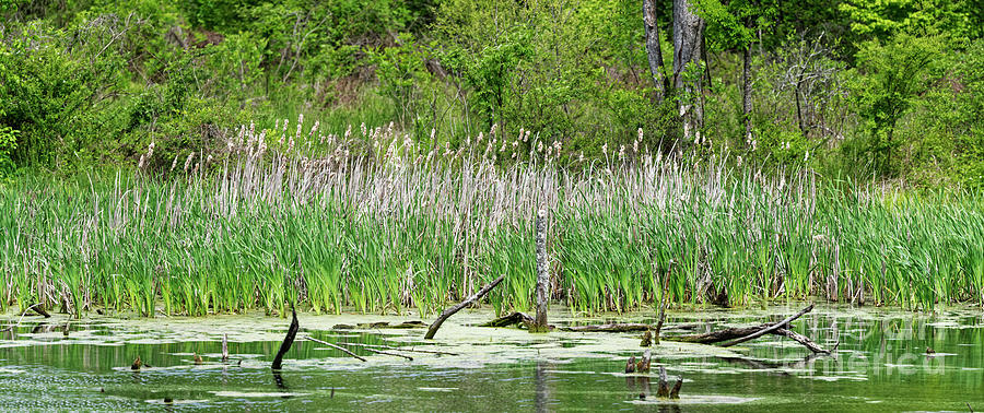 Wetland Beauty Photograph by Paul Mashburn
