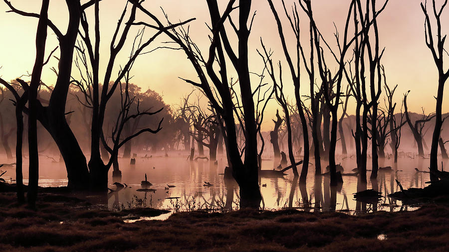 Wetland Dawn Photograph by Nicholas Blackwell