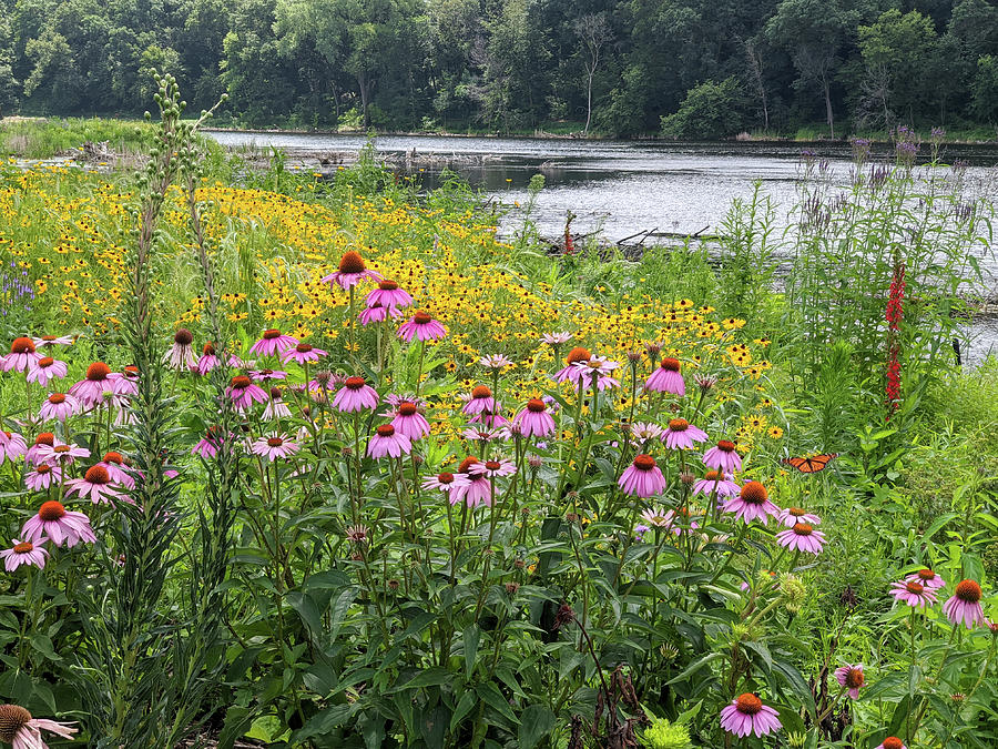 Wetland Flowers Photograph by Lynn Hansen