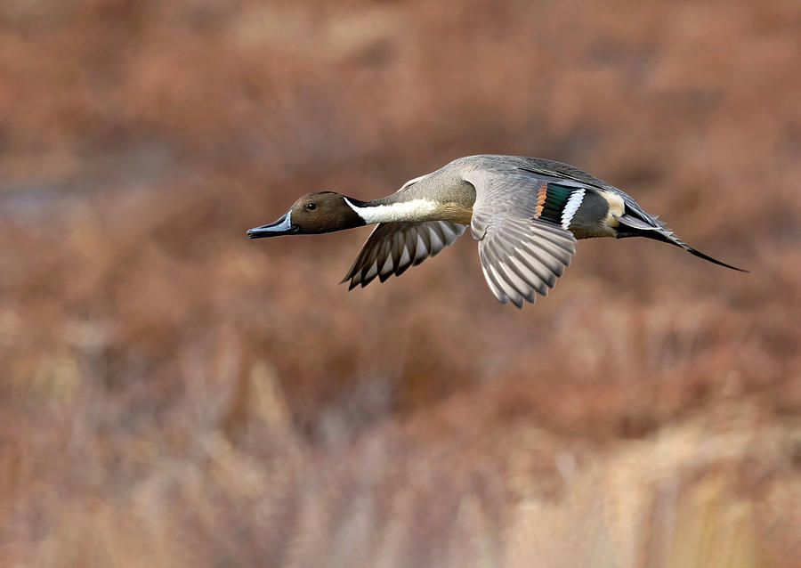Wetland Glide Photograph by Art Cole