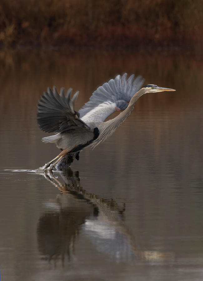 Wetland Hopping Photograph by Art Cole