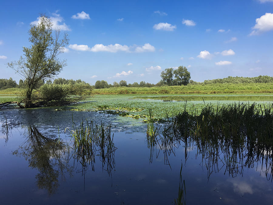 Wetland of the Lonjsko Polje Nature Park, Croatia Photograph by Larissa Veronesi