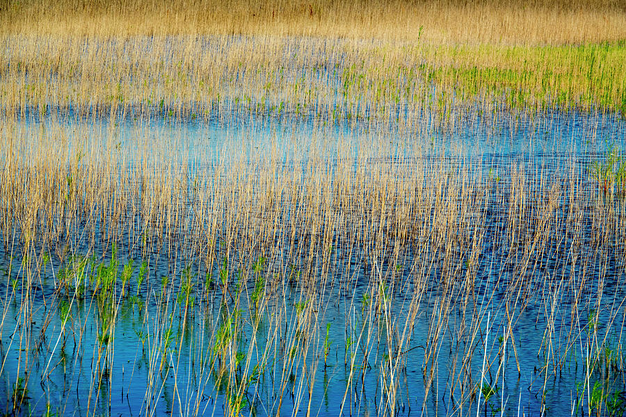 Wetland Patterns of Light Photograph by Ricardo Reitmeyer | Fine Art ...
