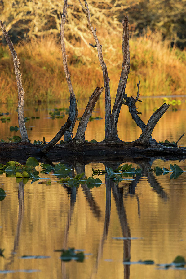 Wetland Reflection Photograph by Robert Potts