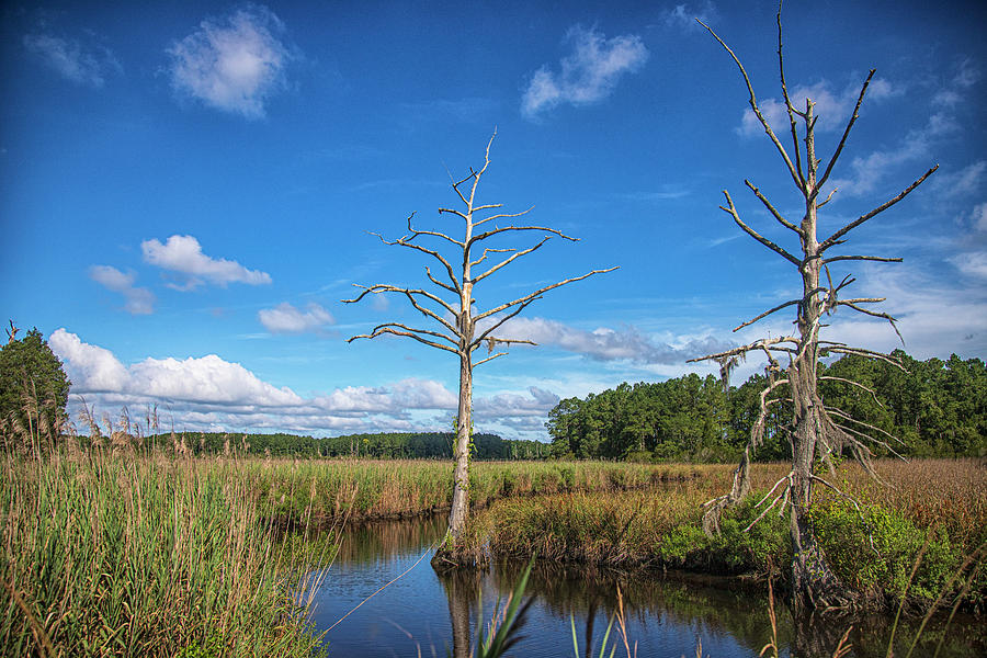 Wetland Scene - Beaufort County North Carolina Photograph by Bob Decker