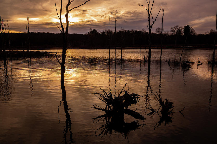 Wetland Silhouettes Photograph by Dale Kincaid