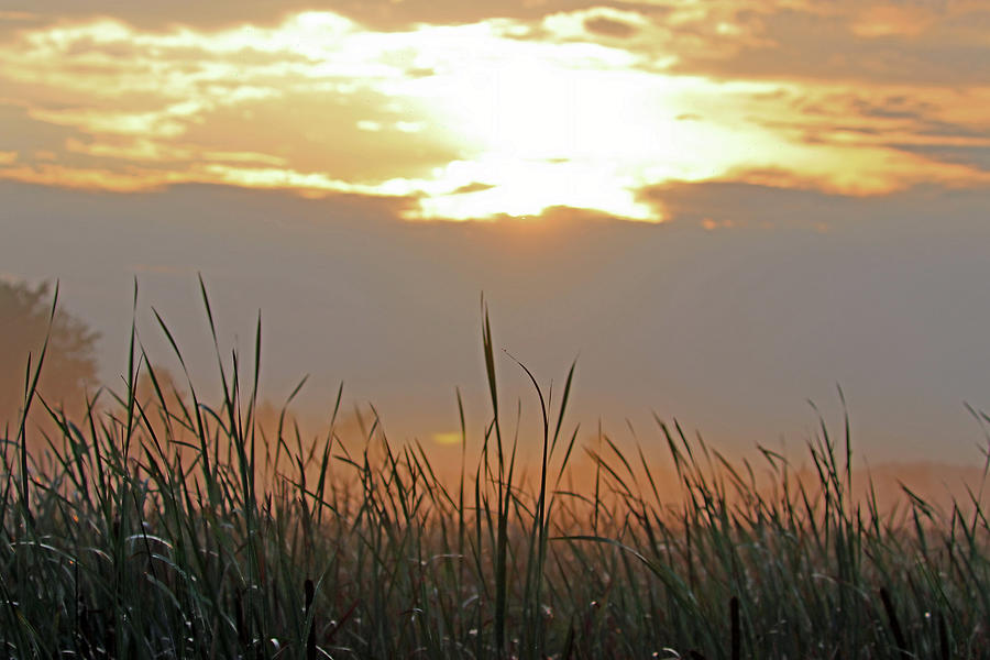 Wetland Sunrise Photograph