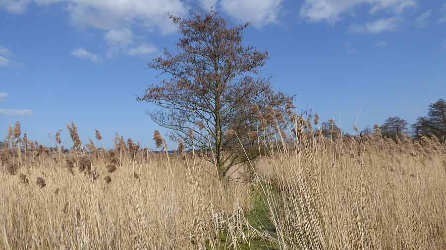 Natural Photograph - Wetland Tree Surrounded By Reeds by Richard Griffin Natural Photograph - Wetland Tree Surrounded By Reeds by Richard Griffin