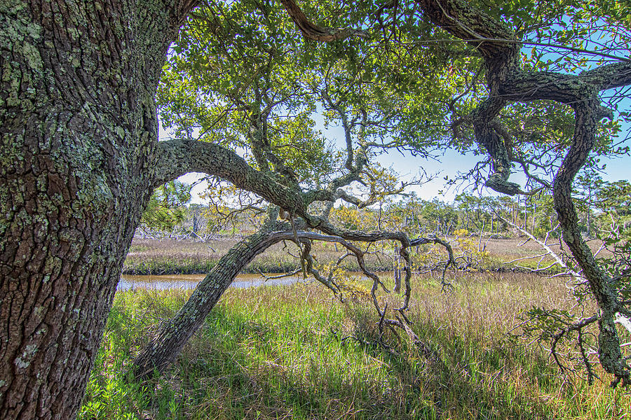 Wetland View From Beneath a Mighty Oak Photograph by Bob Decker