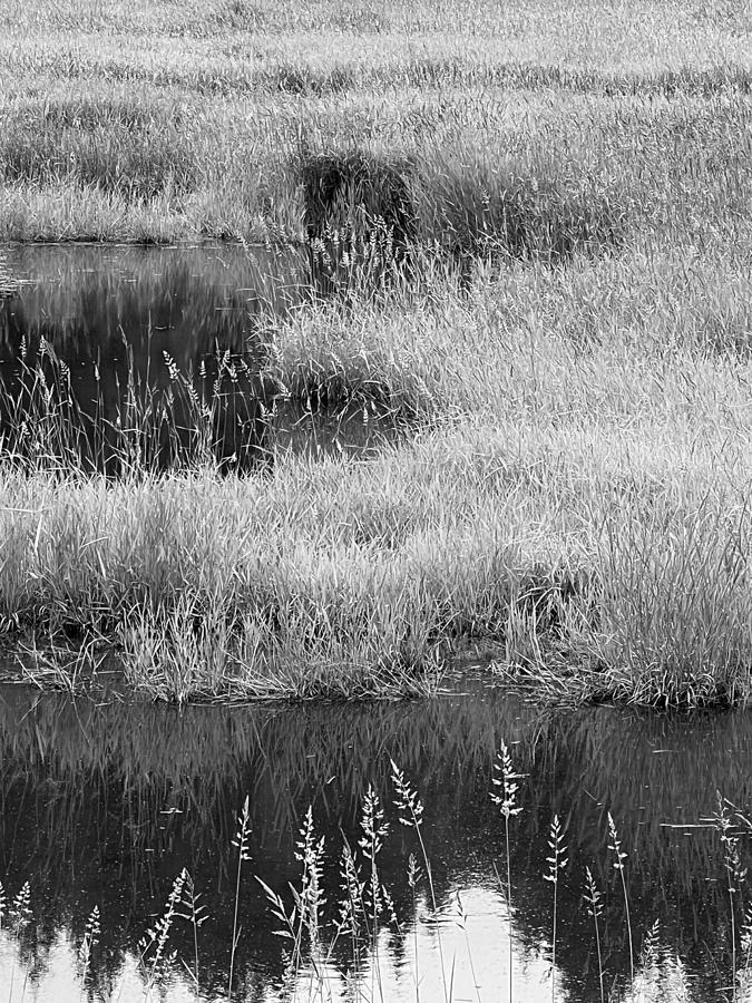 Wetlands Black and White I Photograph by Bonnie Bruno