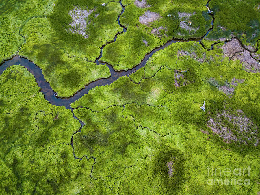 Wetlands Branching Waterways Photograph