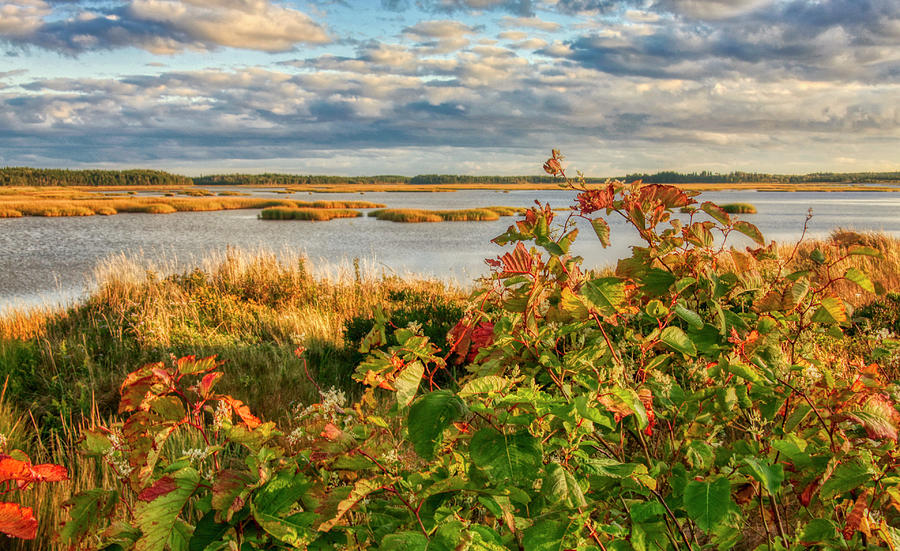 Wetlands Cape Breton Nova Scotia Photograph by Tatiana Travelways