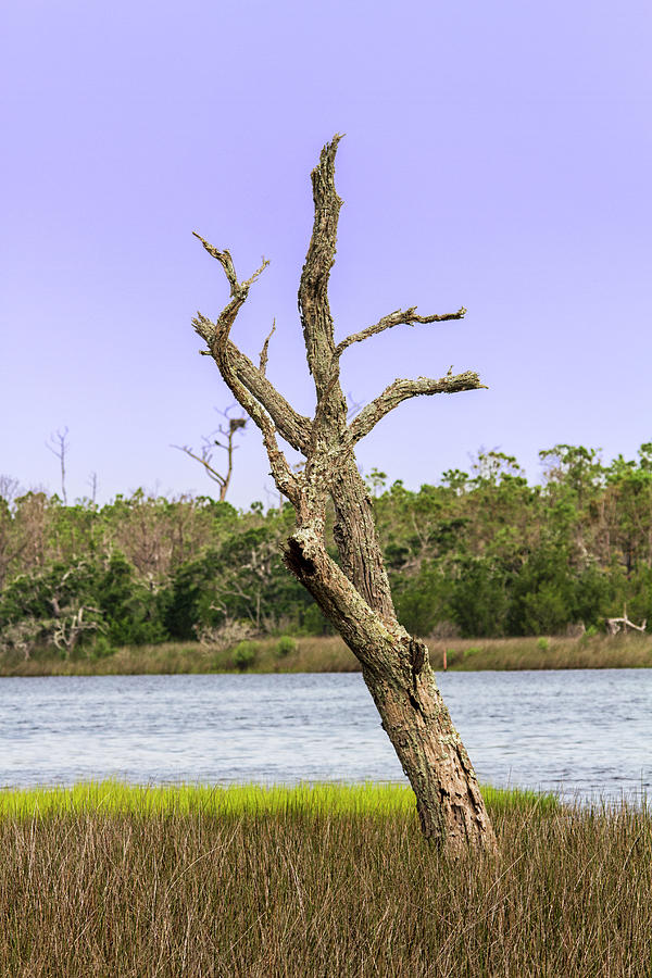Wetlands Dead Tree Revisited Photograph by Bob Decker