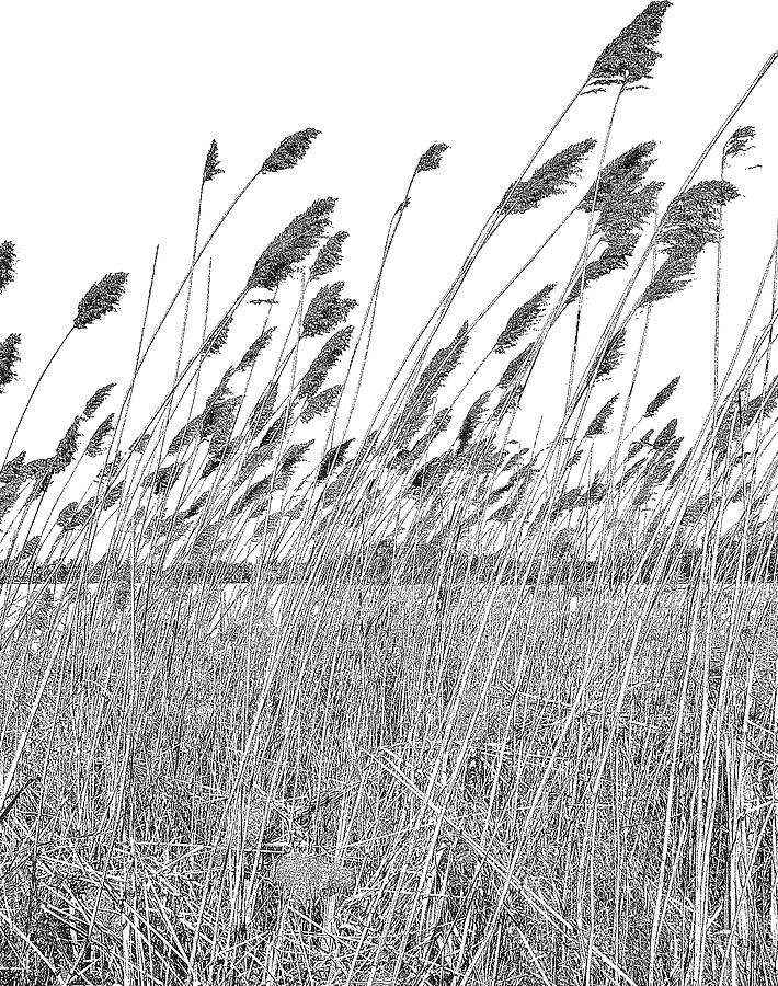 Wetlands. Dried Ornamental Grass Drawing by GeorgePeters