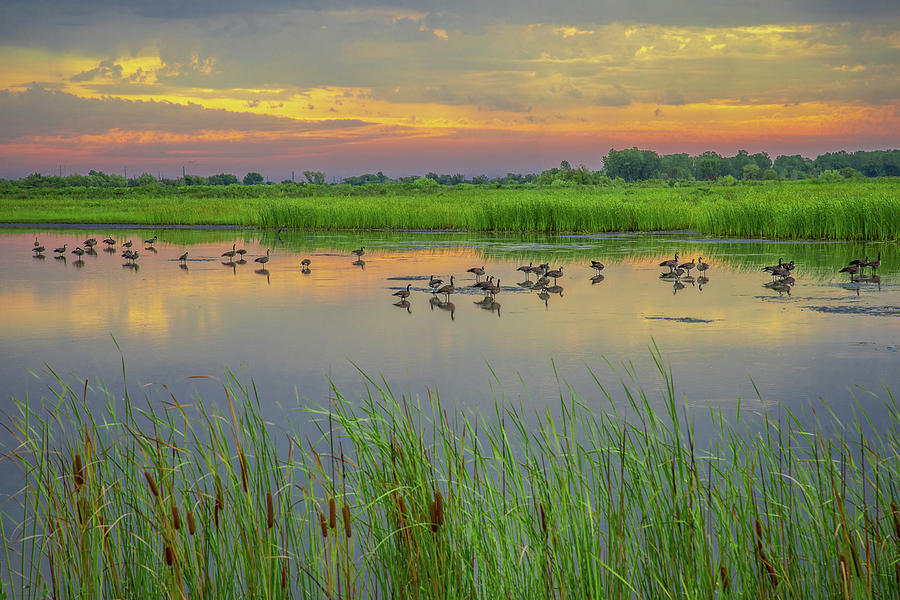 Wetlands Reflections Photograph by Steven Bateson